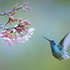 Blue Chested Hummingbird